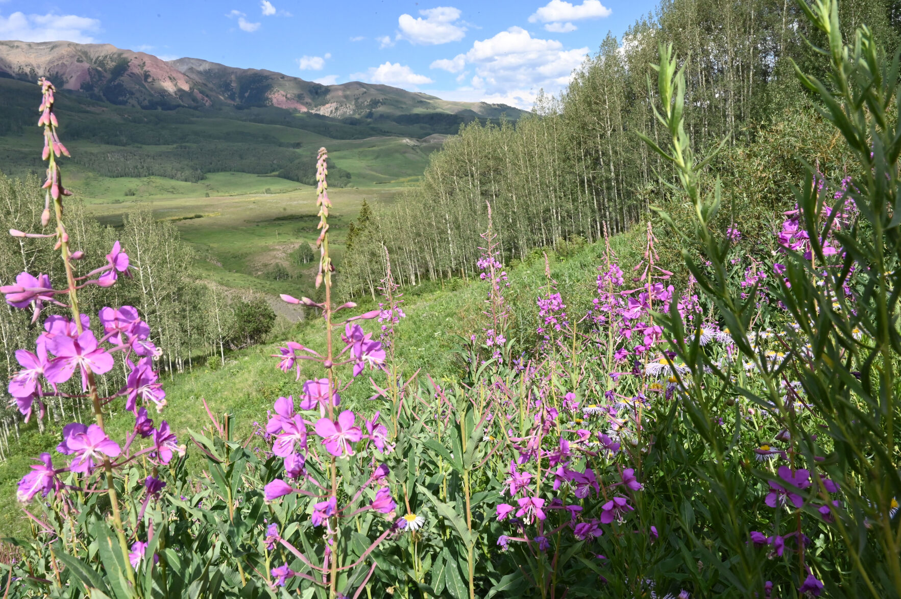 072420-news-wildflowers 2677.jpg